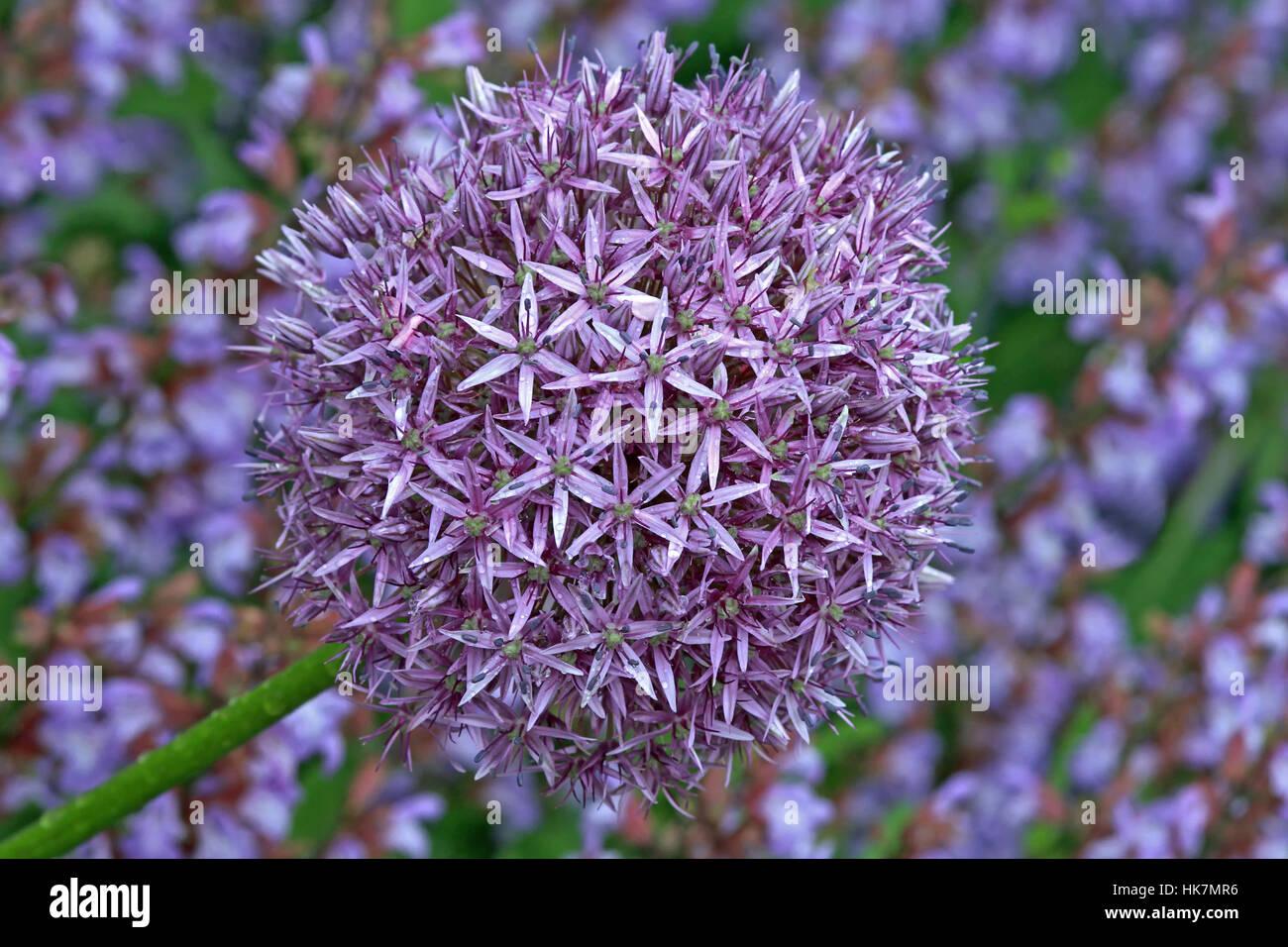 Violetta, alliums, blu, verde, viola, viola, bagnato, pianta ornamentale, salvia, Foto Stock