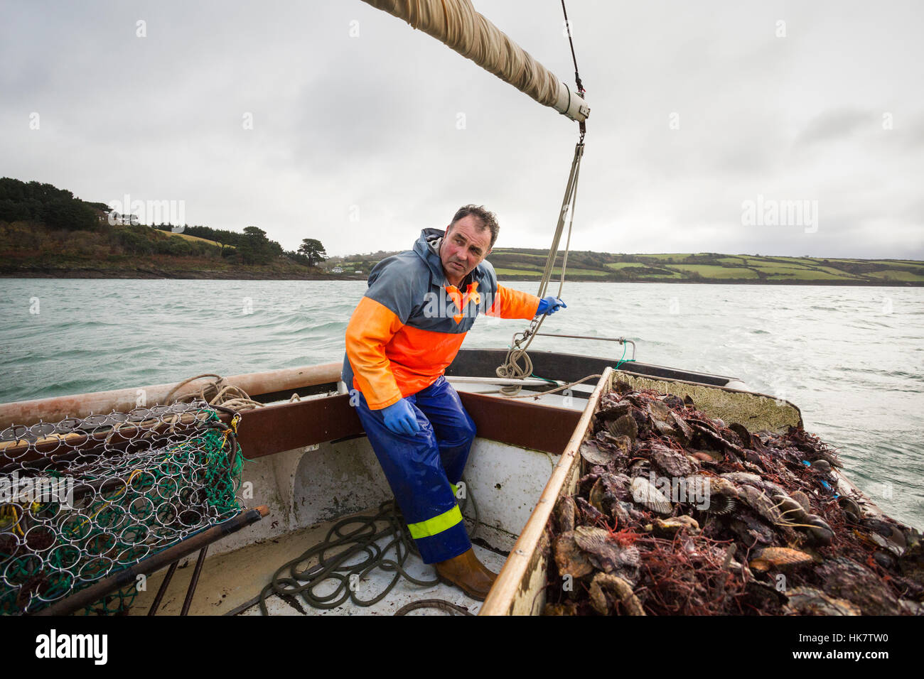 Tradizionale oyster sostenibile della pesca. Un pescatore su una barca a vela lo smistamento delle catture di ostriche Foto Stock