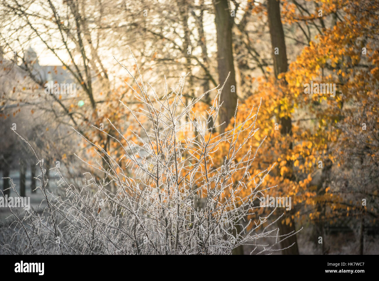 Gelo invernale con i colori autunnali Foto Stock