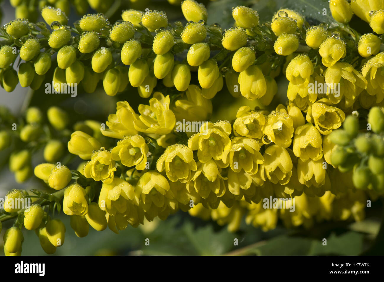 Mahonia x media "sole invernale" giardino fiorito arbusto in pieno sole d'inverno Foto Stock