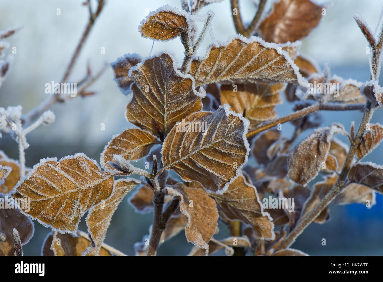 Disco di brina sui marrone dorato di foglie di faggio su un freddo inverno mattina nel mese di dicembre Foto Stock