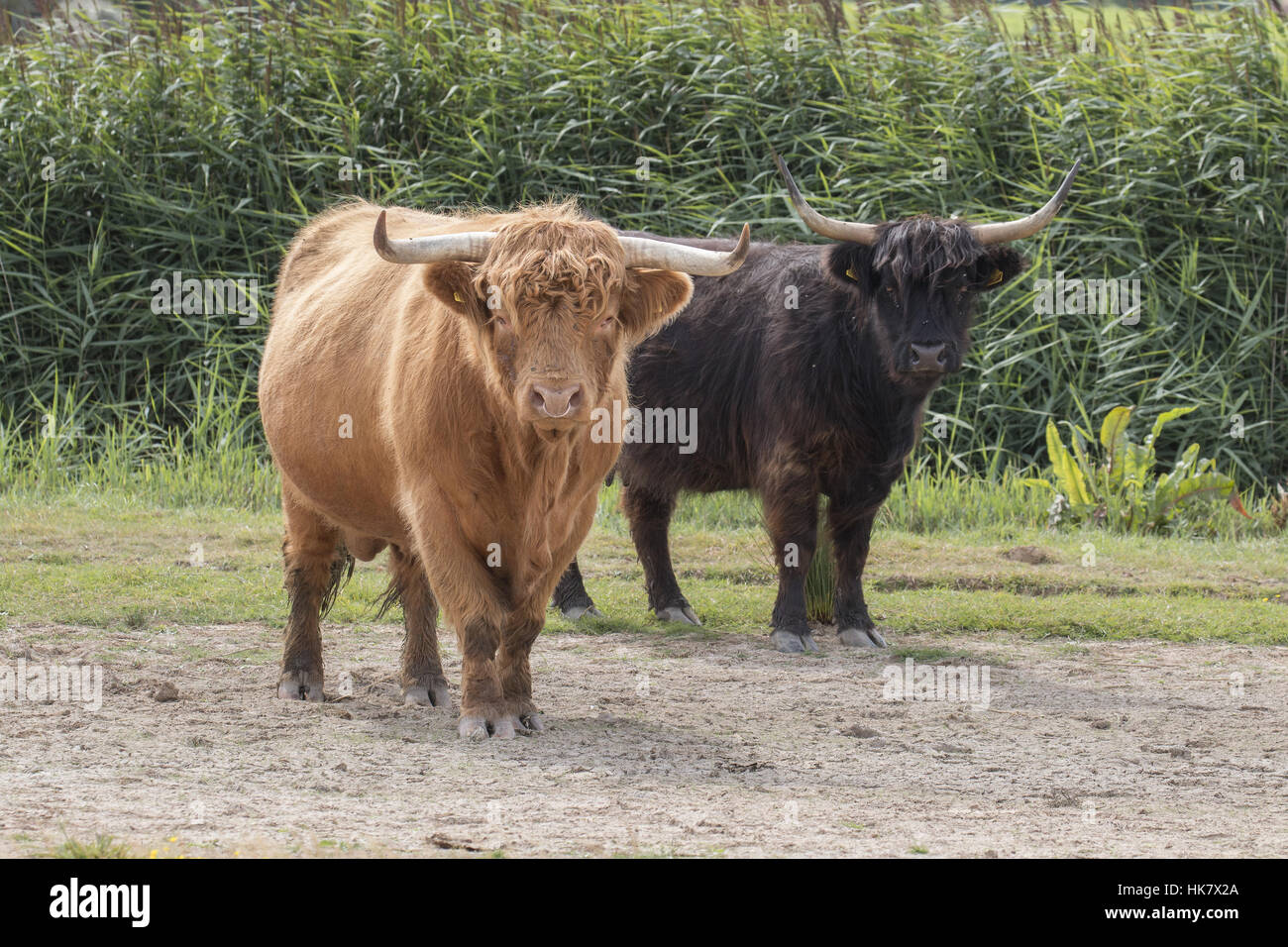 Highland Bull con anello di naso, con colore nero vacca. Deepdale Marsh, Norfolk Foto Stock