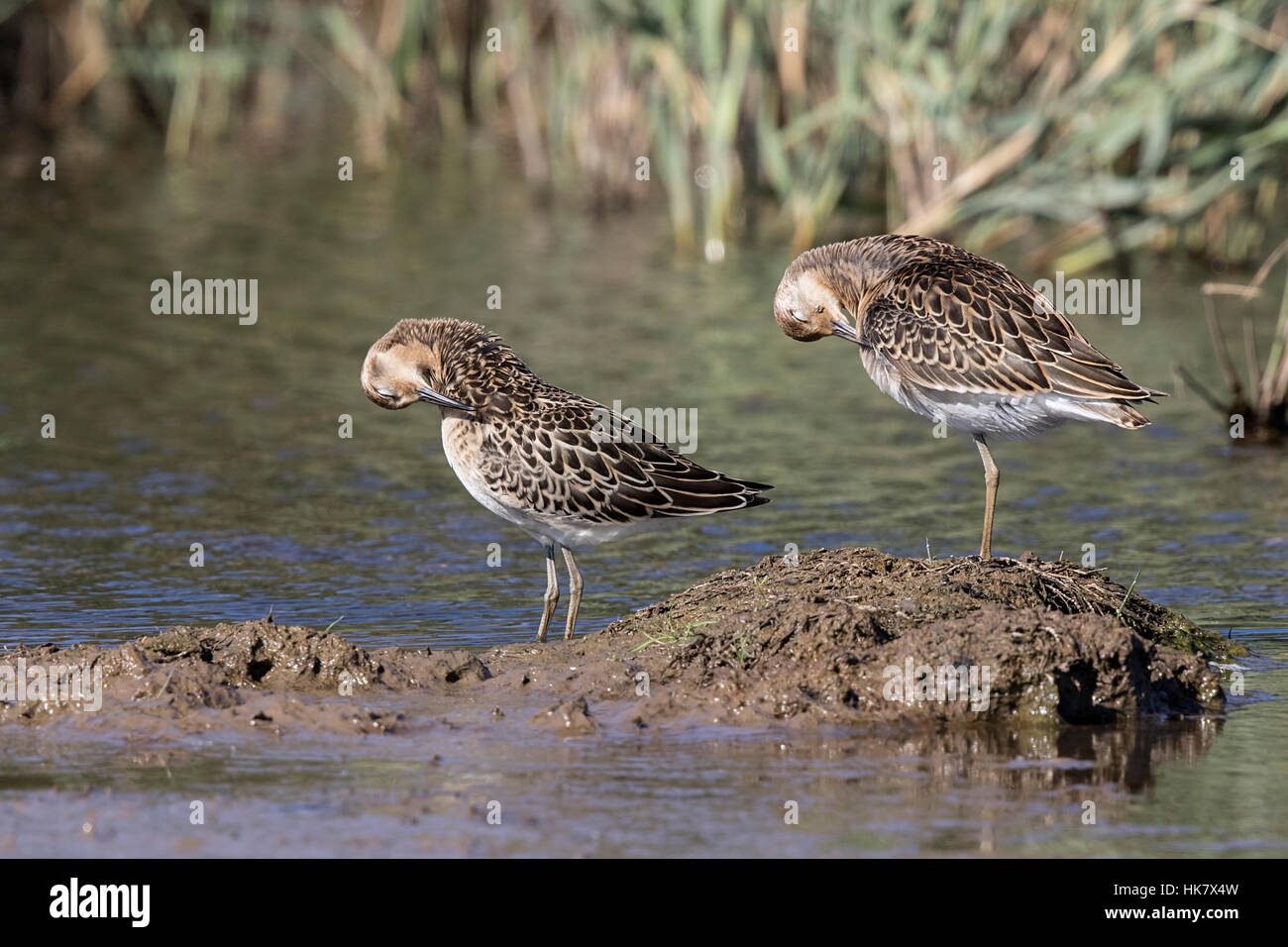 I capretti Ruffs preening, Deepdale Marsh Norfolk tarda estate Foto Stock