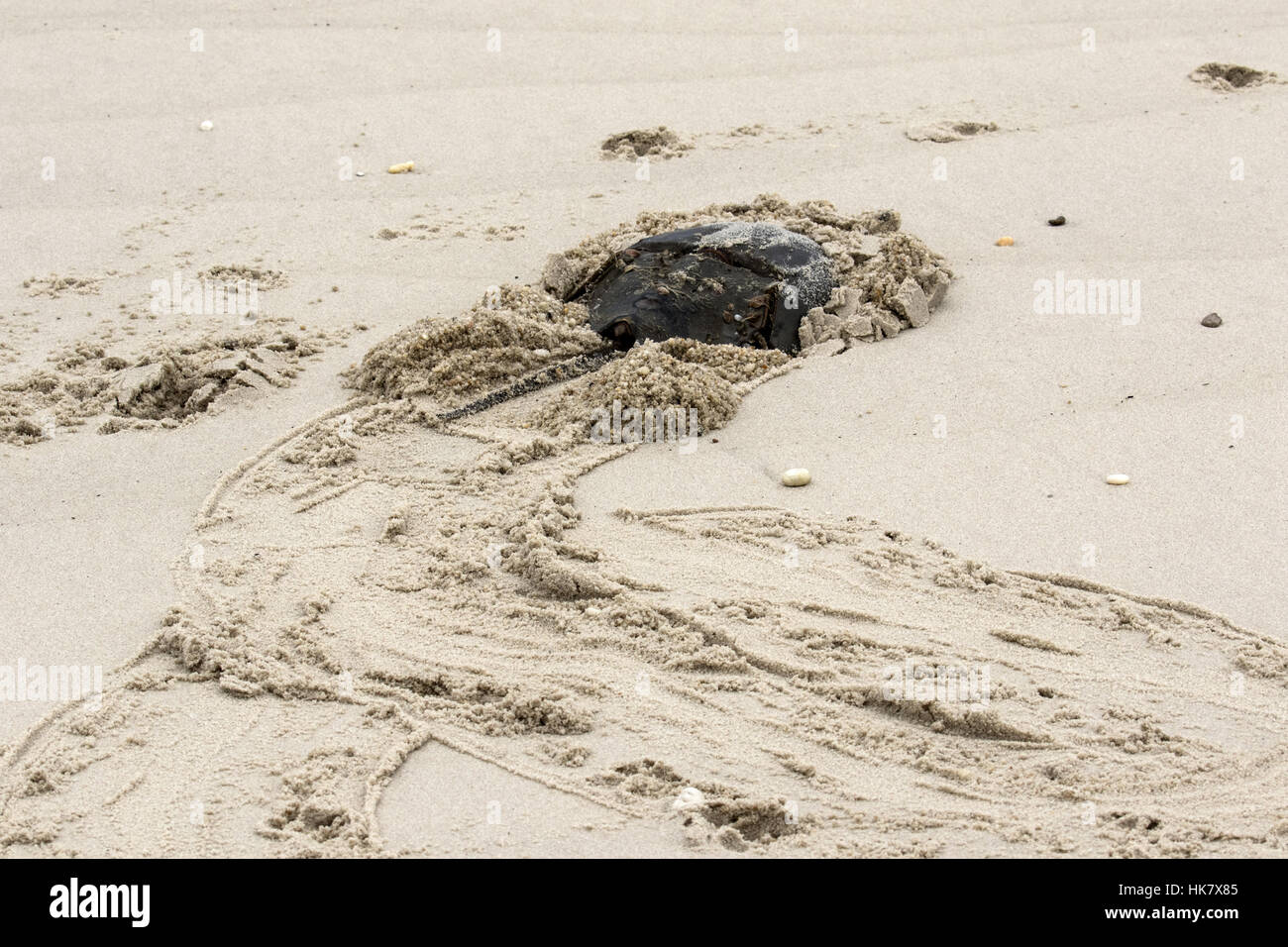 Atlantico granchio a ferro di cavallo adulto su sabbia, Cape May, costa orientale USA - Limulus polyphemus, Foto Stock