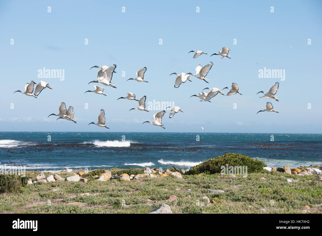 Ibis africani, tutto in famiglia Foto Stock