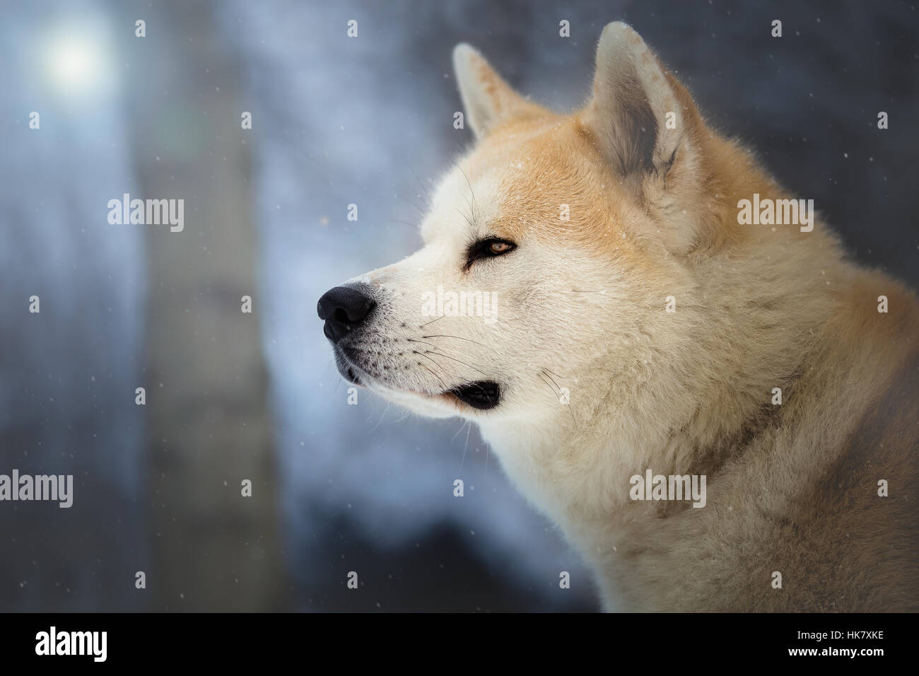 Cane giapponese Akita Inu nel bosco invernale Foto Stock