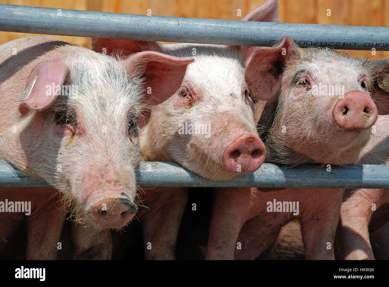 I giovani suinetti su una farm di Demetra Rohrhof Hohentengen Germania Foto Stock