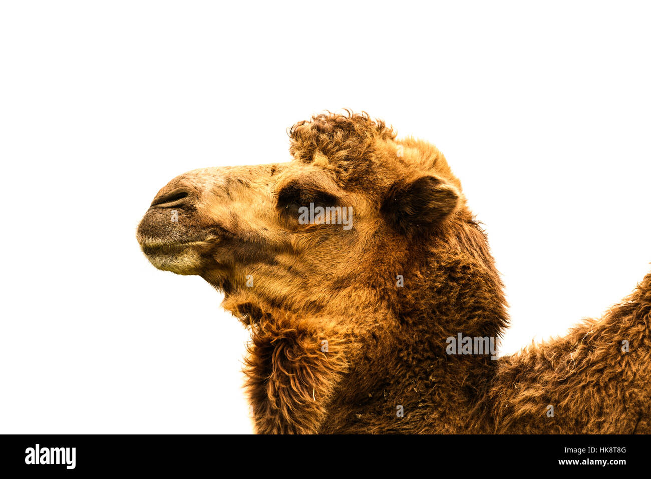 Testa di cammello un contatto ravvicinato e personale, isolato su bianco Foto Stock