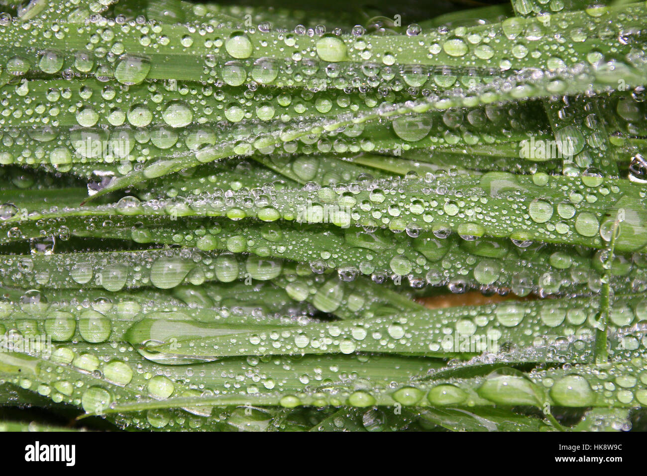 Foglia, raindrop, dewdrop, lame di erba, lama di erba, erba, prato, prato Foto Stock Foglia, raindrop, dewdrop, lame di erba, lama di erba, erba, prato, prato Foto Stock