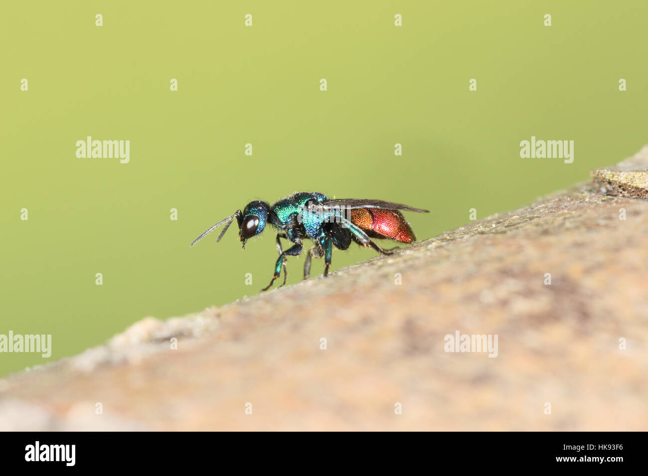Ruby-tailed Wasp (Chrysis ruddii), una bella, piccola, insetto metallico che è raro ma molto diffusa in Gran Bretagna, qui in un giardino Foto Stock