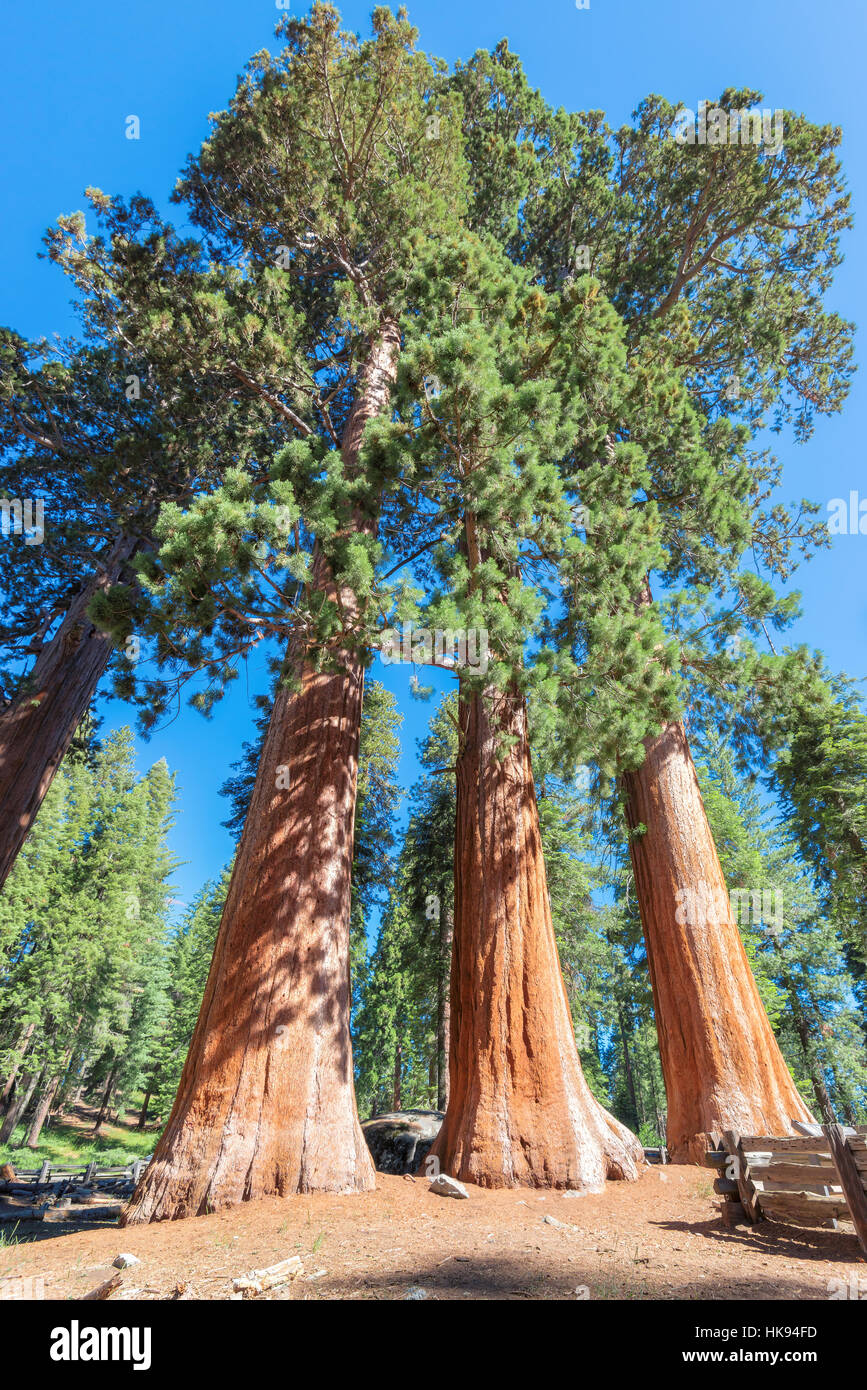 Sequoia gigante alberi Foto Stock