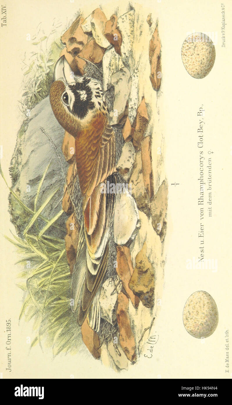 Un'immagine tratta da pagina 683 del "Reisen und Forschungen in Algerien", un lavoro di esplorazione e ricerca che descrive i viaggi e gli studi in Algeria, comprese illustrazioni e dati sulla geografia e la cultura della regione. Foto Stock