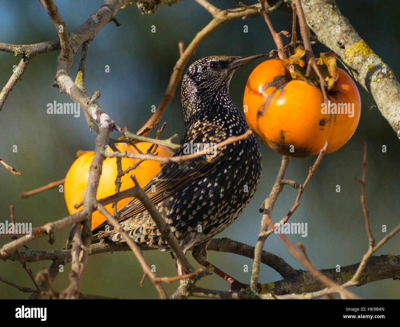 Starling comune (Sturnus vulgaris) in una struttura ad albero persimmon. Foto Stock