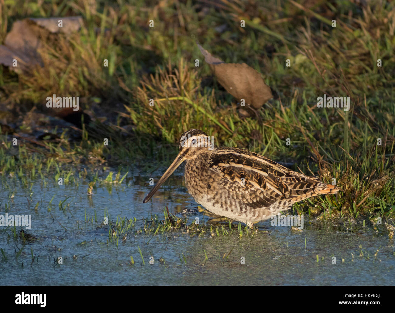 Beccaccino (Gallinago gallinago). Foto Stock