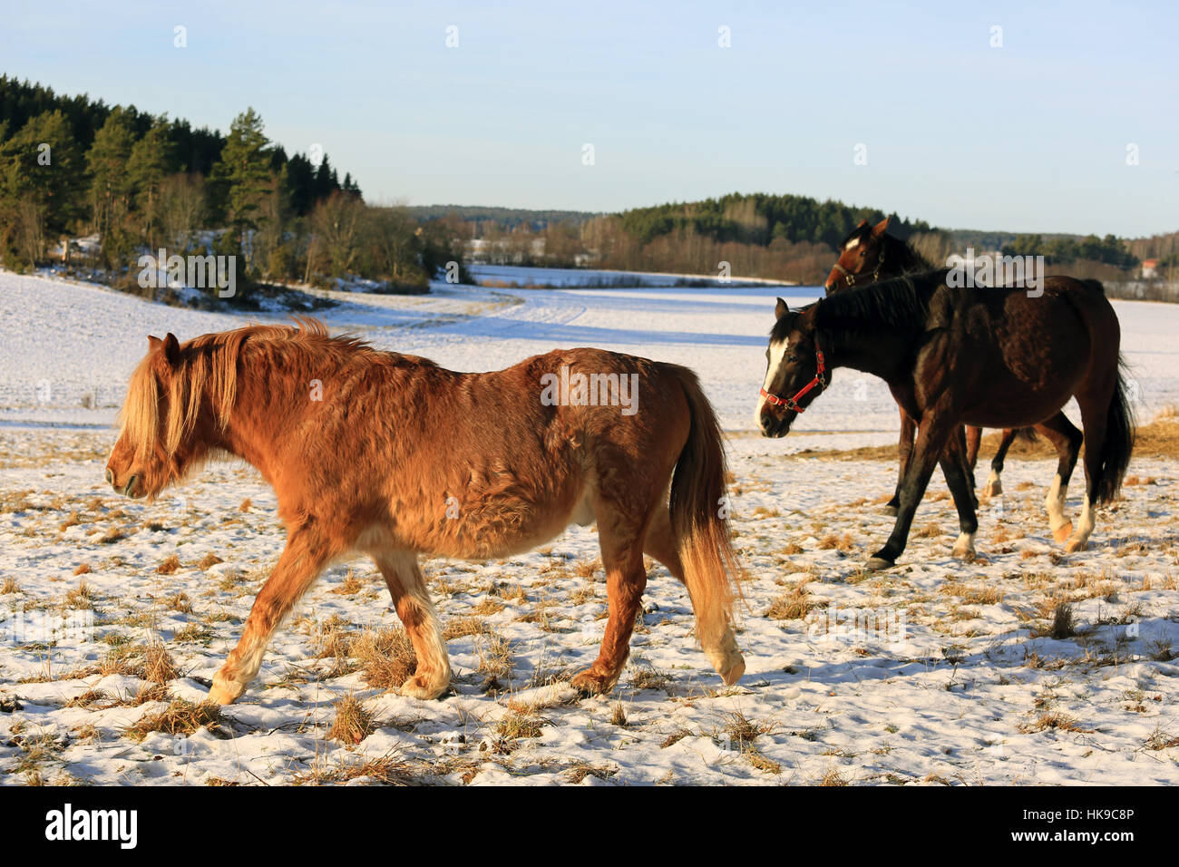 A sangue freddo a cavallo con spessore cappotto invernale e due cavalli purosangue fuori su un campo nevoso in inverno. Foto Stock