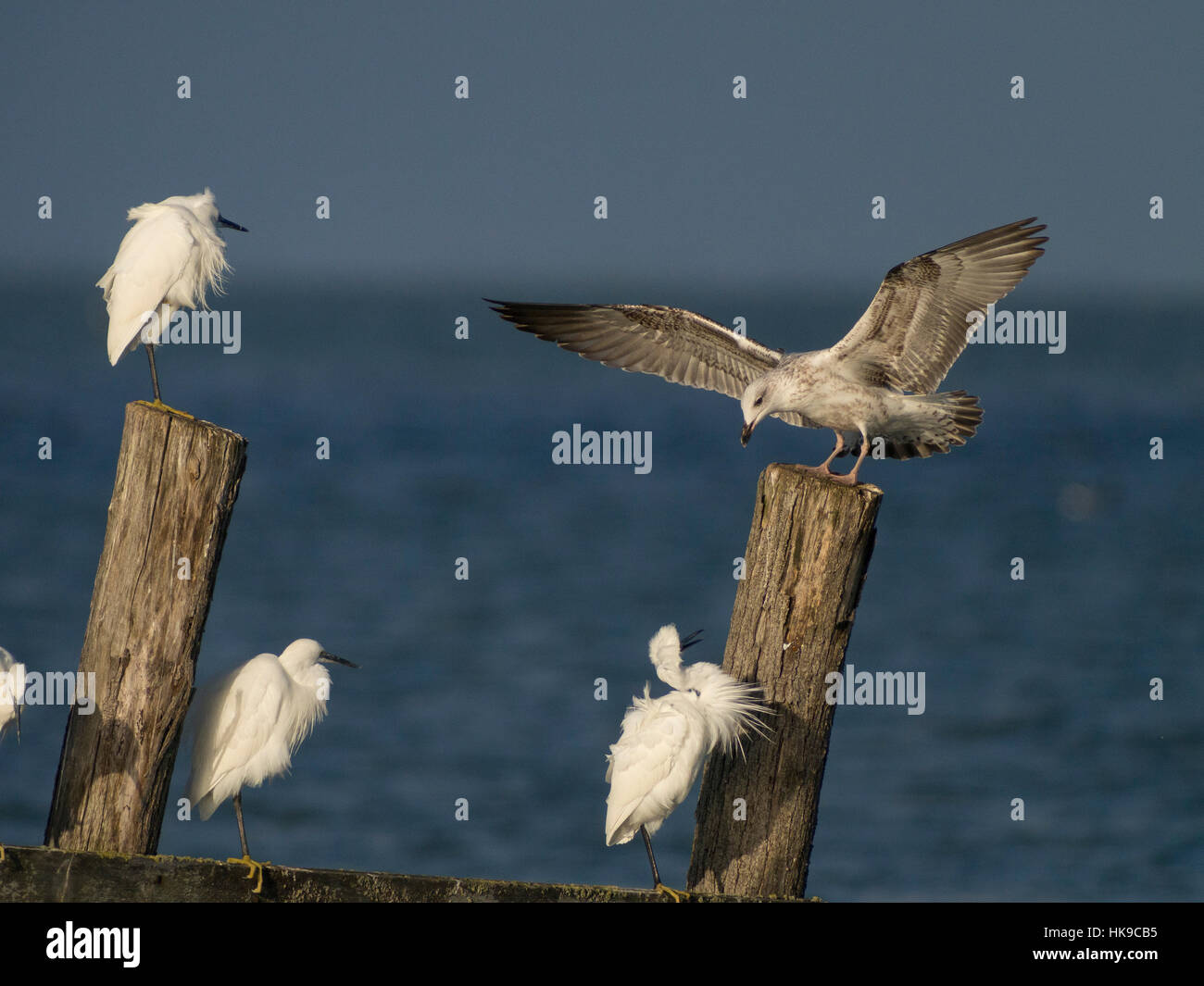 Un gabbiano di aringa e tre garzette mette su pali. Foto Stock