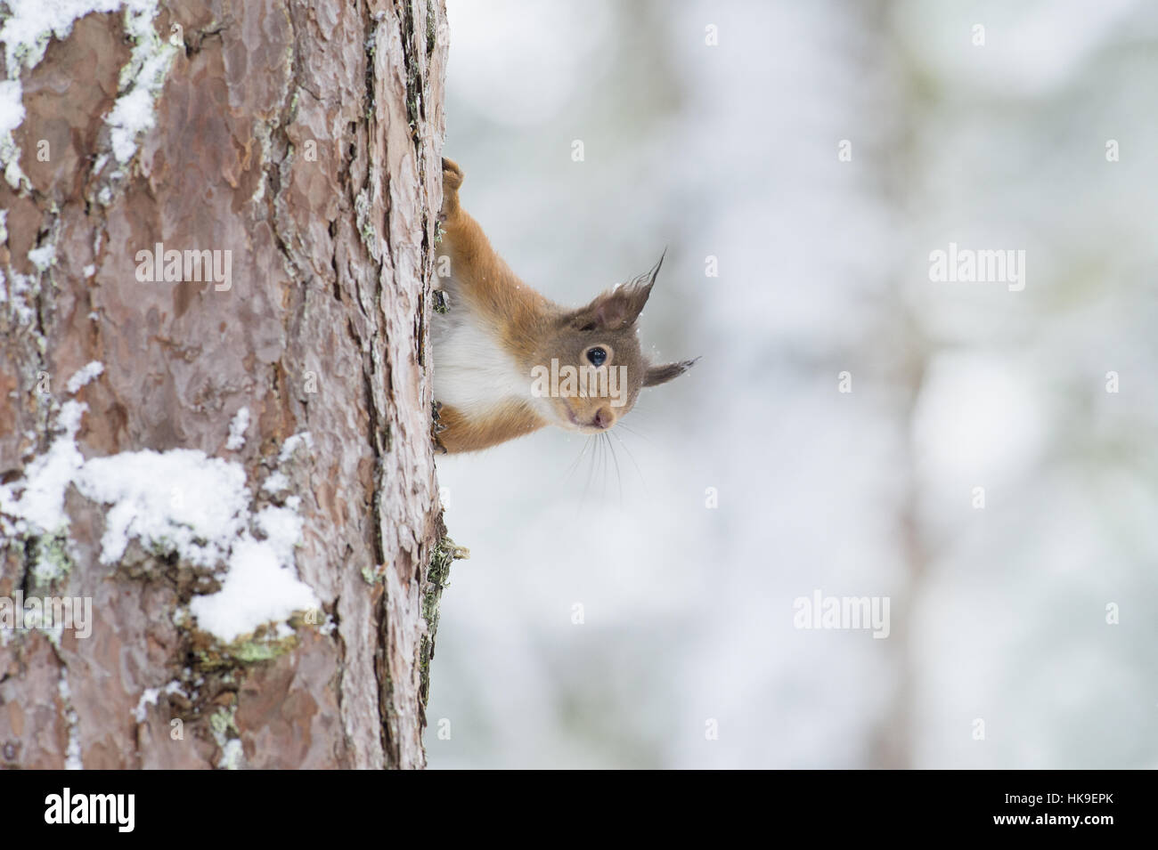 Red scoiattolo (Sciurus vulgaris) su Pino silvestre albero nella neve. Black Isle, Scotland, Regno Unito. Gennaio 2016 Foto Stock