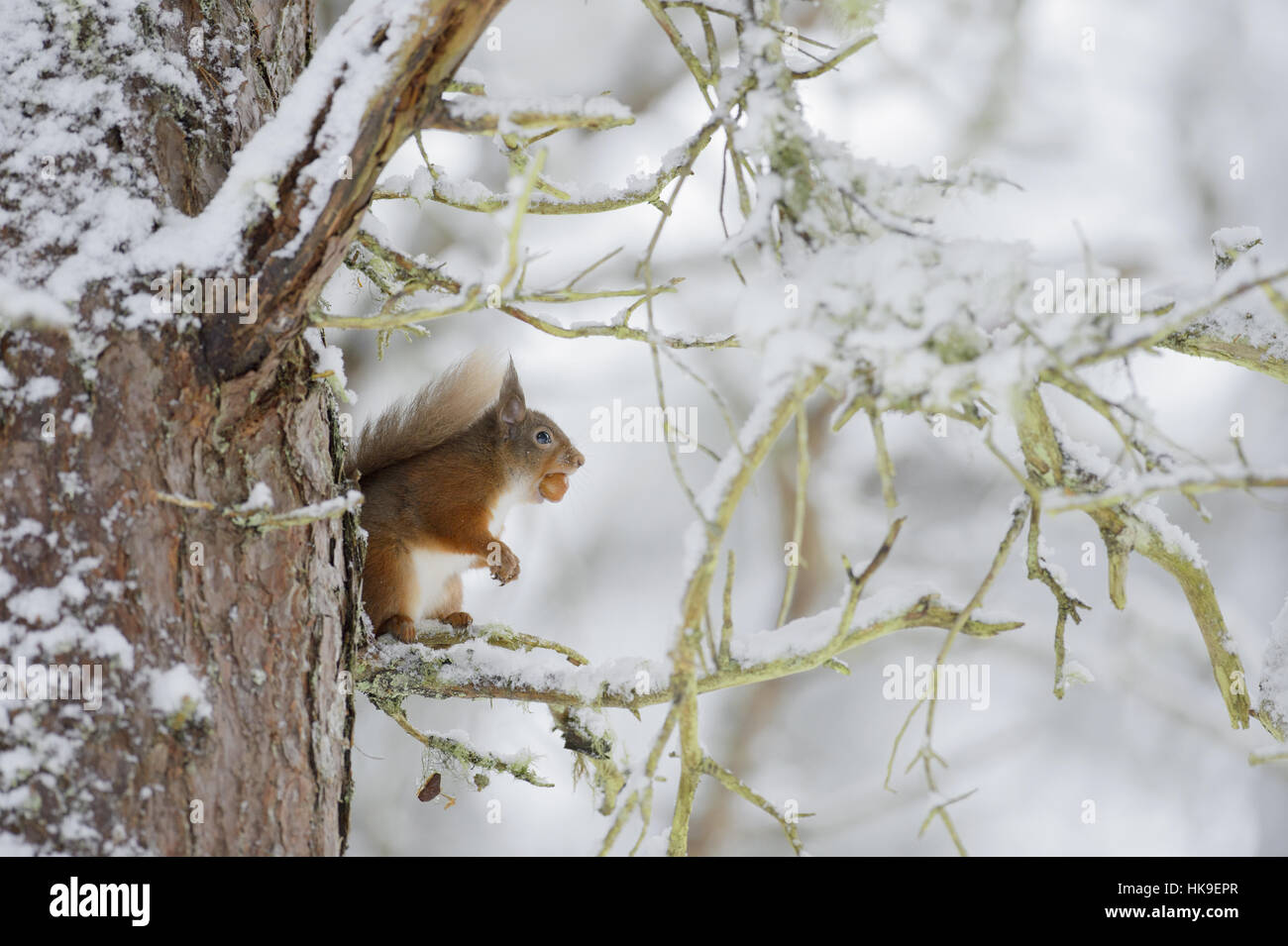 Red scoiattolo (Sciurus vulgaris) su Pino silvestre albero nella neve. Black Isle, Scotland, Regno Unito. Gennaio 2016 Foto Stock