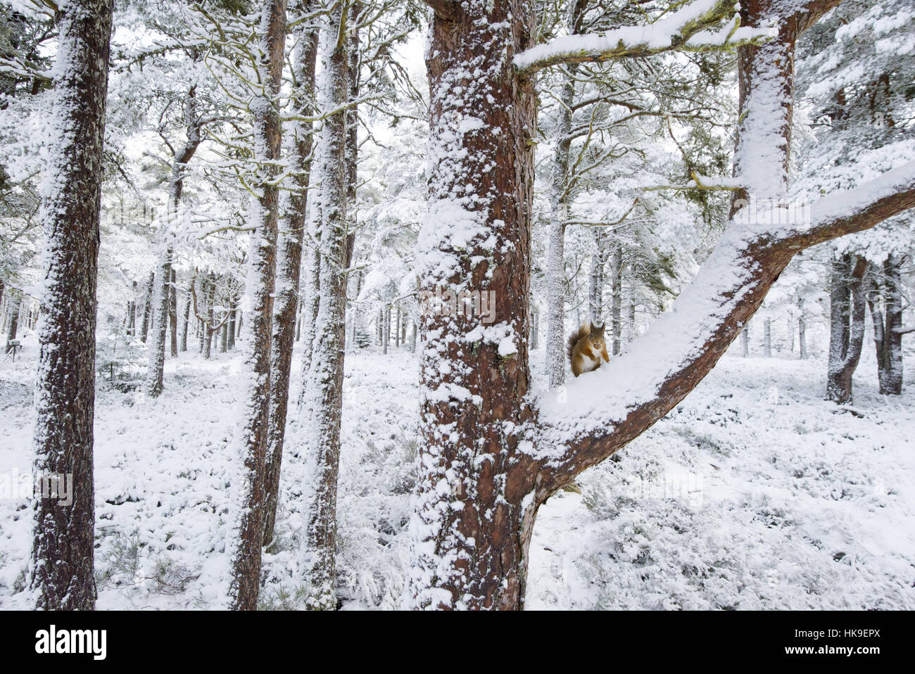 Red scoiattolo (Sciurus vulgaris) su Pino silvestre albero nella neve. Black Isle, Scotland, Regno Unito. Gennaio 2016 Foto Stock