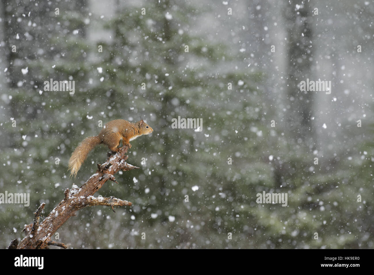 Red scoiattolo (Sciurus vulgaris) catturati in un tardivo snow raffica. Black Isle, Scotland, Regno Unito. Marzo 2015 Foto Stock