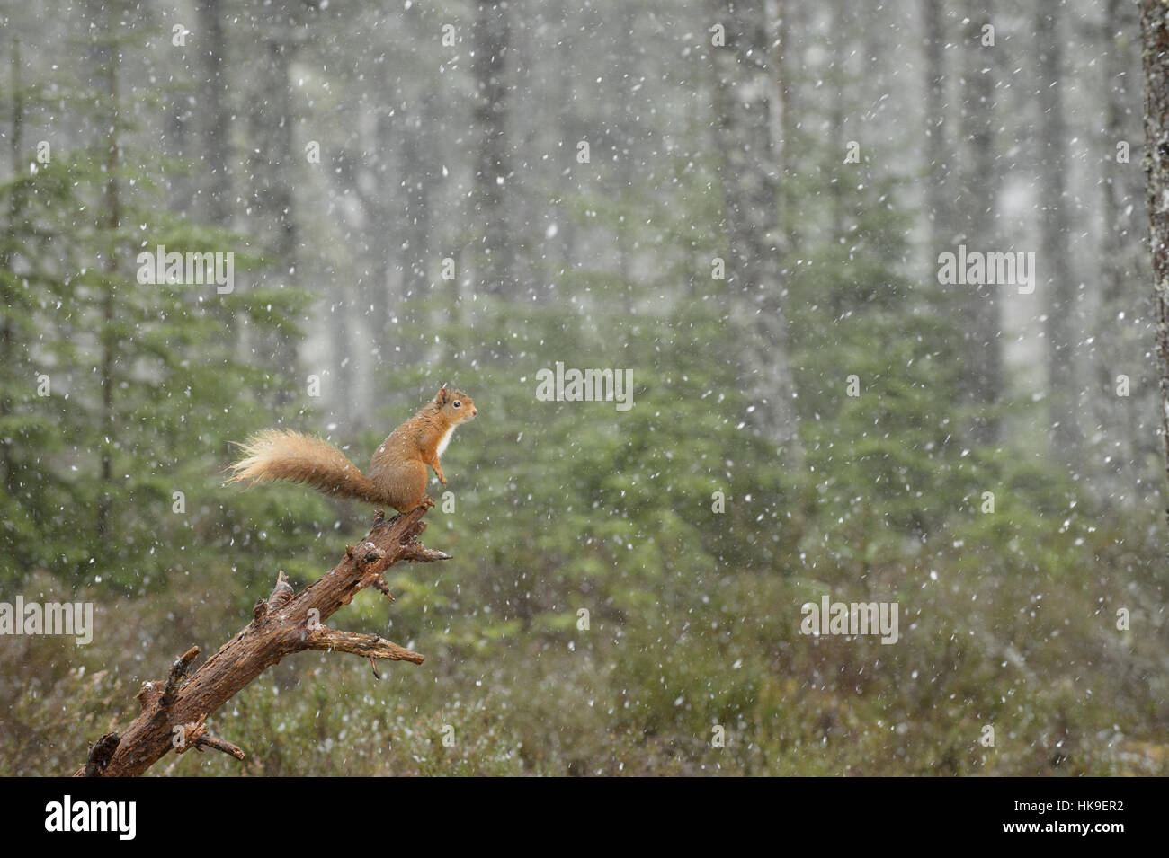Red scoiattolo (Sciurus vulgaris) catturati in un tardivo snow raffica. Black Isle, Scotland, Regno Unito. Marzo 2015 Foto Stock