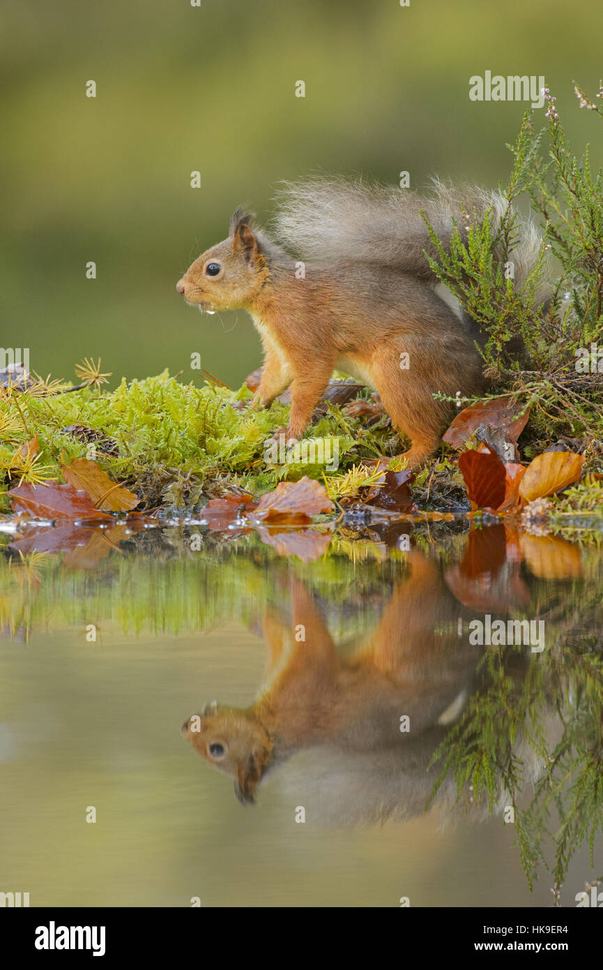 Red scoiattolo (Sciurus vulgaris) Black Isle, Scotland, Regno Unito. Ottobre 2015 Foto Stock