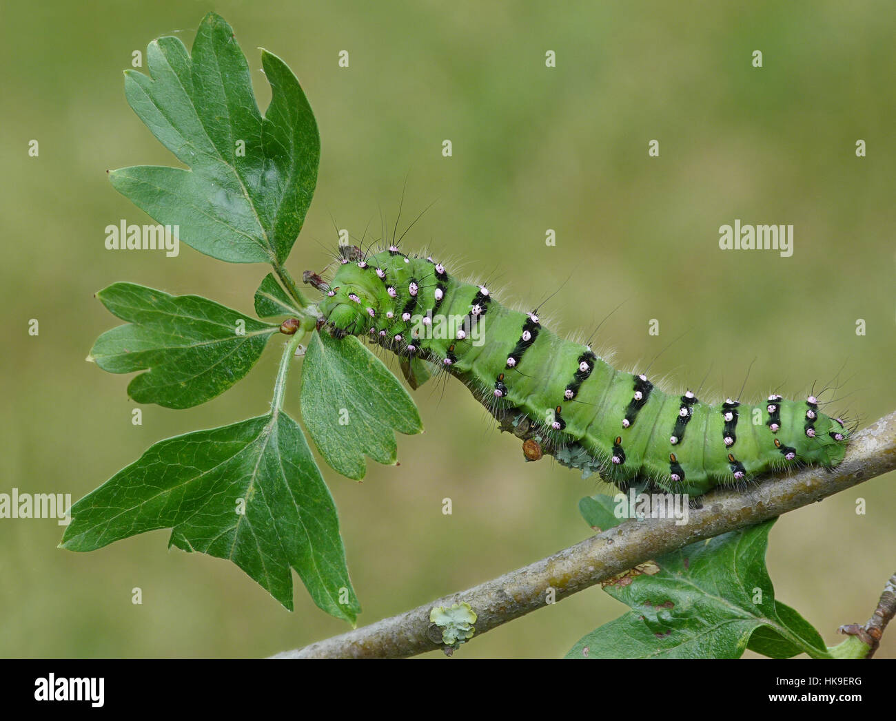 L'imperatore Tarma (Saturnia pavonia) ultimo larve instar, alimentando il biancospino (Crataegus monogjna) Leicestershire, Luglio Foto Stock