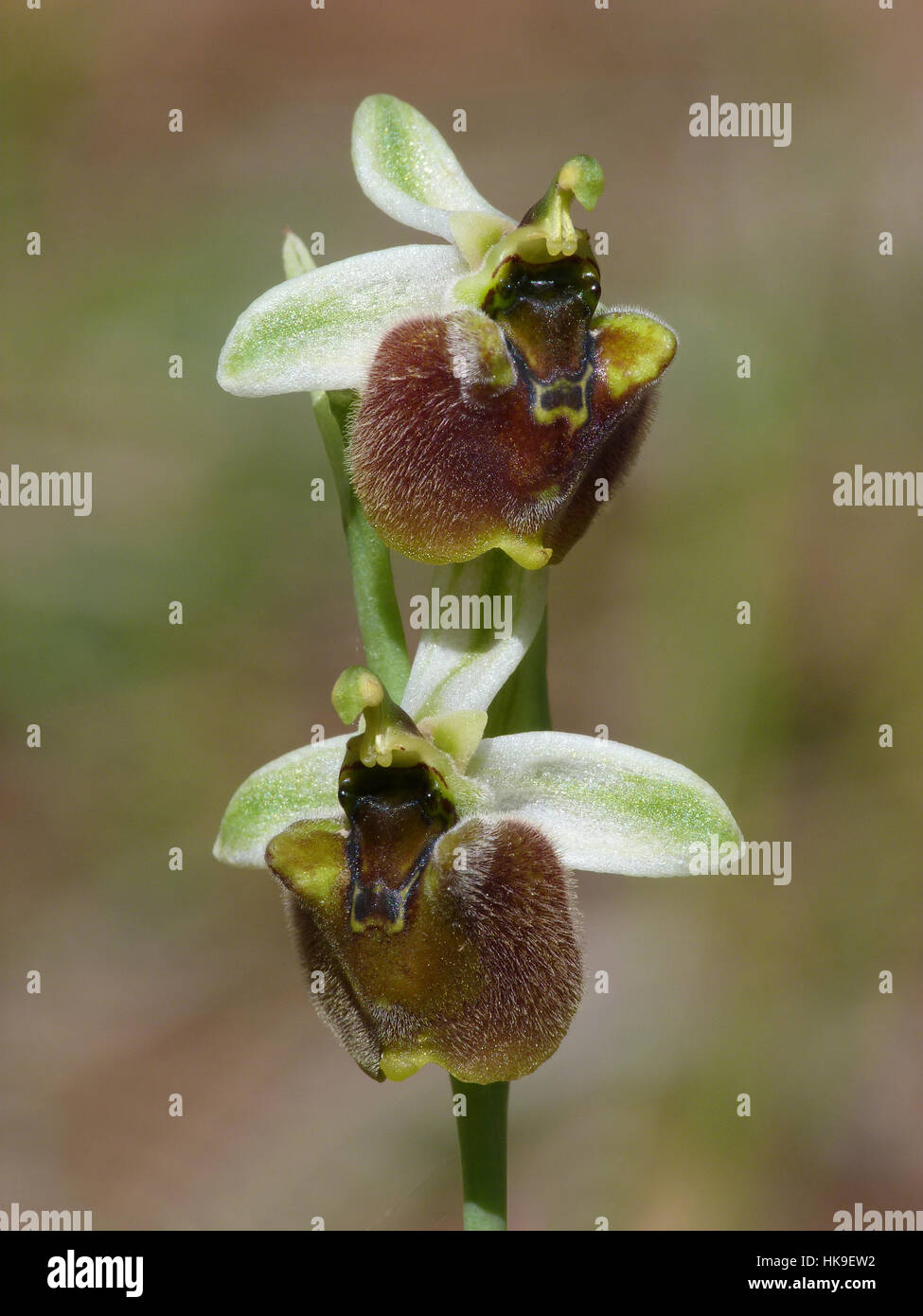 Levant Orchidea (Ophrys levantina) Close up della fioritura spike con due fiori aperti, Cipro, Marzo 2015 Foto Stock