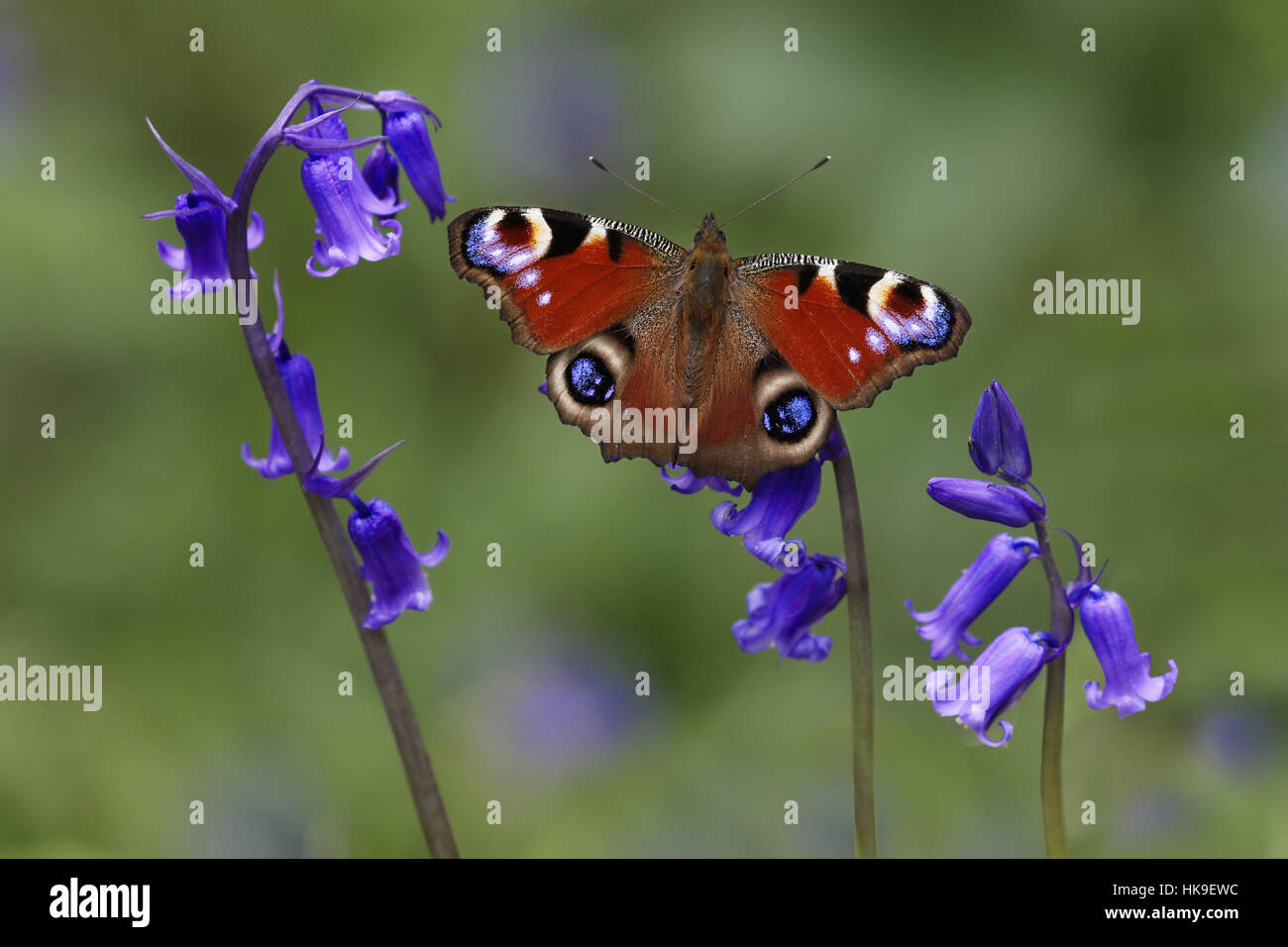 Farfalla pavone (Inachis io) maschio adulto giostra emerse dal letargo invernale, in habitat boschivo, appollaiato su Bluebells ( Hychinthoides non scripta Foto Stock