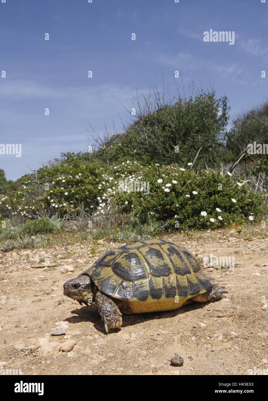 Sperone mediterraneo-thighet tartaruga (Testudo graeca graeca) adulto tra macchia mediterranea, attraversando il sentiero, Menorca, isole Baleari, Spagna, Ap Foto Stock