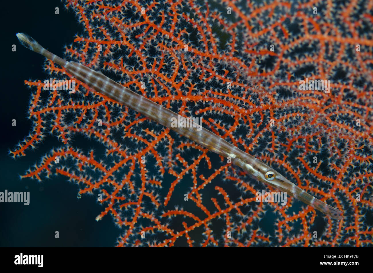 Trumpetfish (Aulostomus chinensis), modello a tratteggio incrociato contro il mare rosso ventola, Dai Nord sito di immersione, dimenticato le isole, Dai Island, Banda Mare, Indonesi Foto Stock