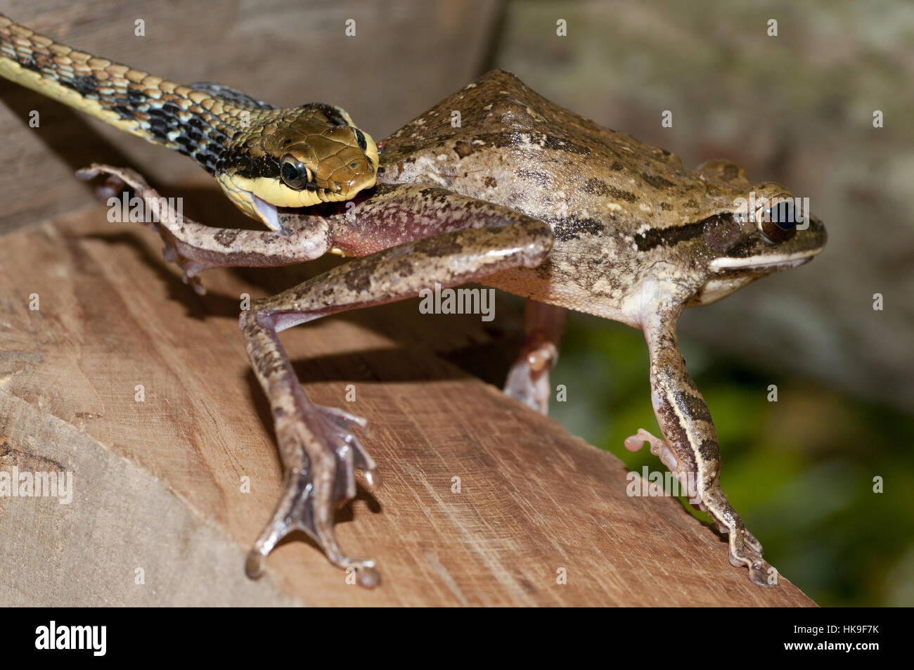 Dipinto Bronzeback Snake (Dendrelaphis pictus), con catturato asiatici comune Raganella (Polypedates leucomystax), Klungkung, Bali, Indonesia Foto Stock