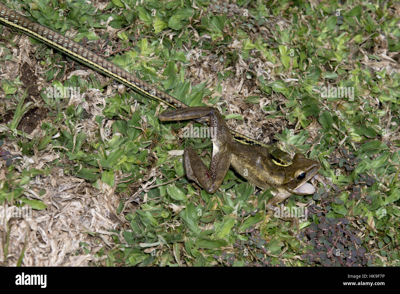 Dipinto Bronzeback Snake (Dendrelaphis pictus), con catturato asiatici comune Raganella (Polypedates leucomystax), Klungkung, Bali, Indonesia Foto Stock