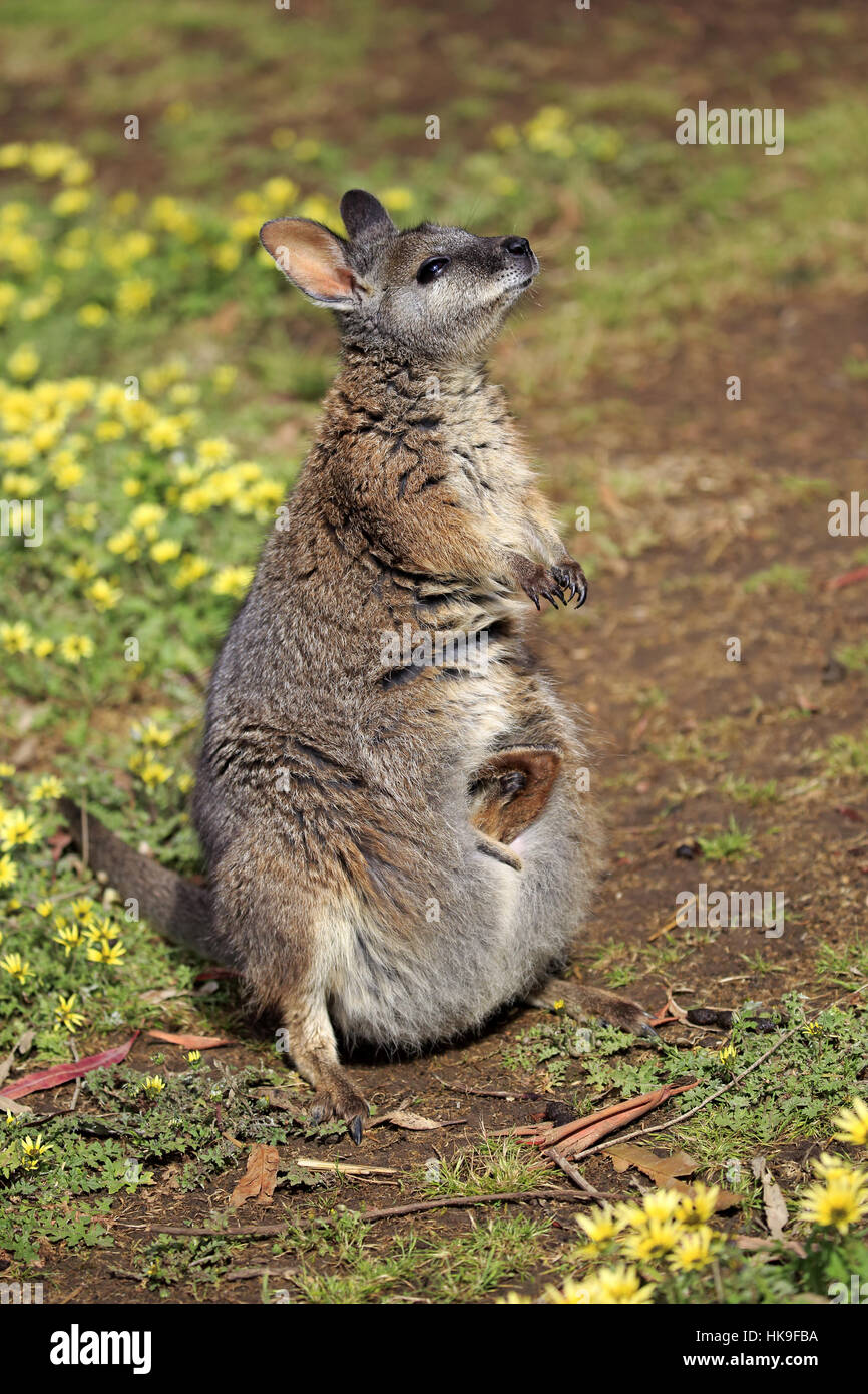 Tammar Wallaby (Macropus eugenii) adulto, Kangaroo Island, South Australia, Australia Foto Stock
