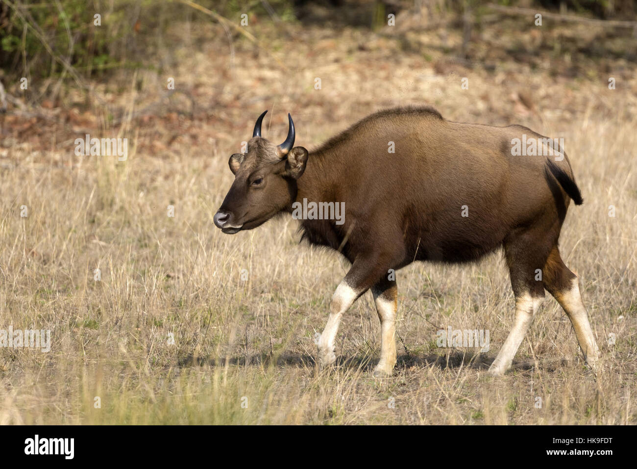 Gaur (Bos gaurus), femmina adulta in prati, Tadoba National Park, Maharashtra, India, Aprile Foto Stock