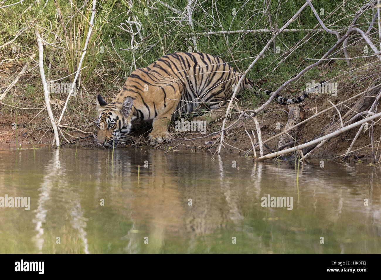 Tiger (Panthera tigris), subadult bevendo al lago, Tadoba National Park, Maharashtra, India, Aprile Foto Stock