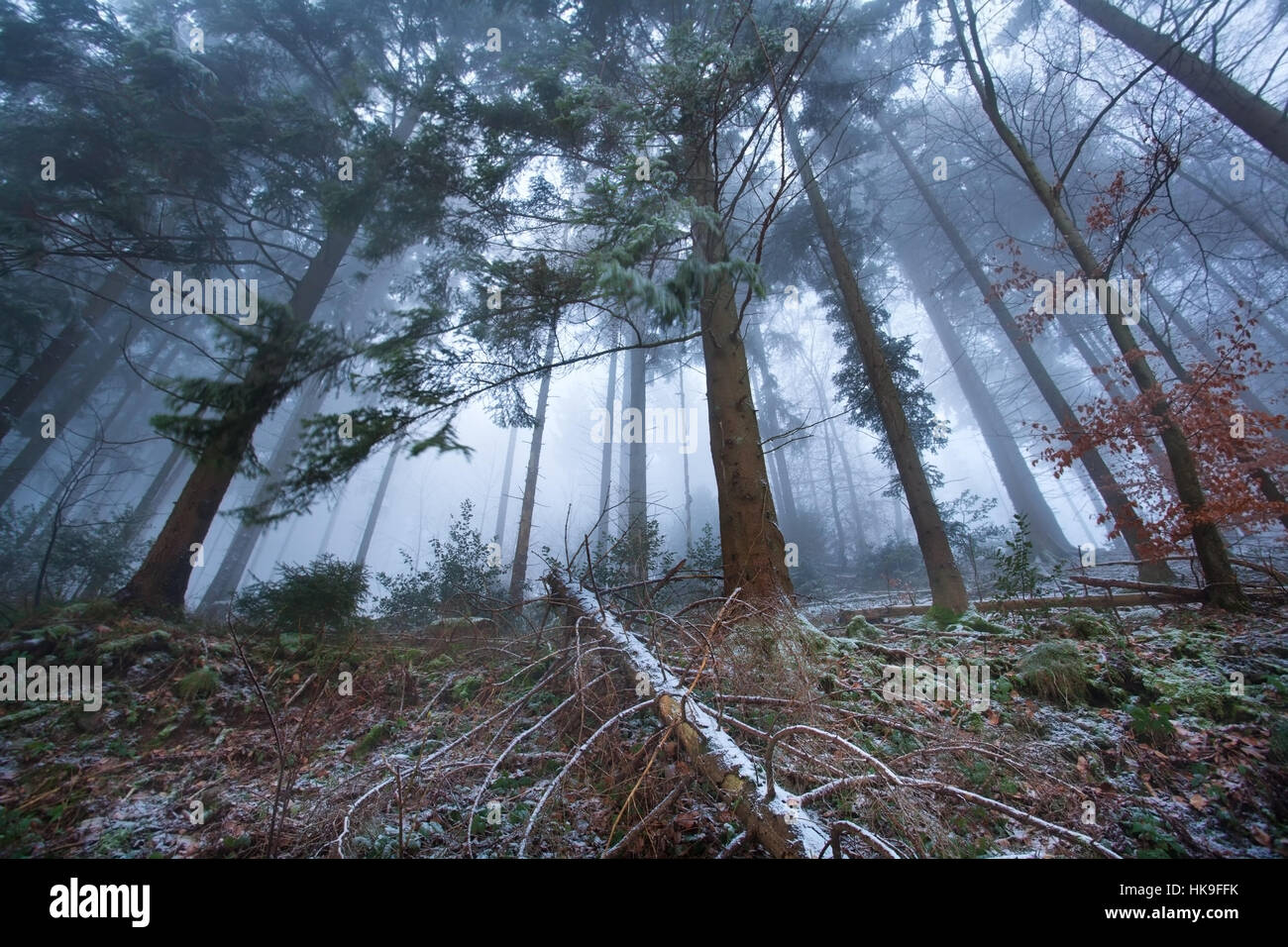 La nebbia la foresta di conifere in montagna Foto Stock