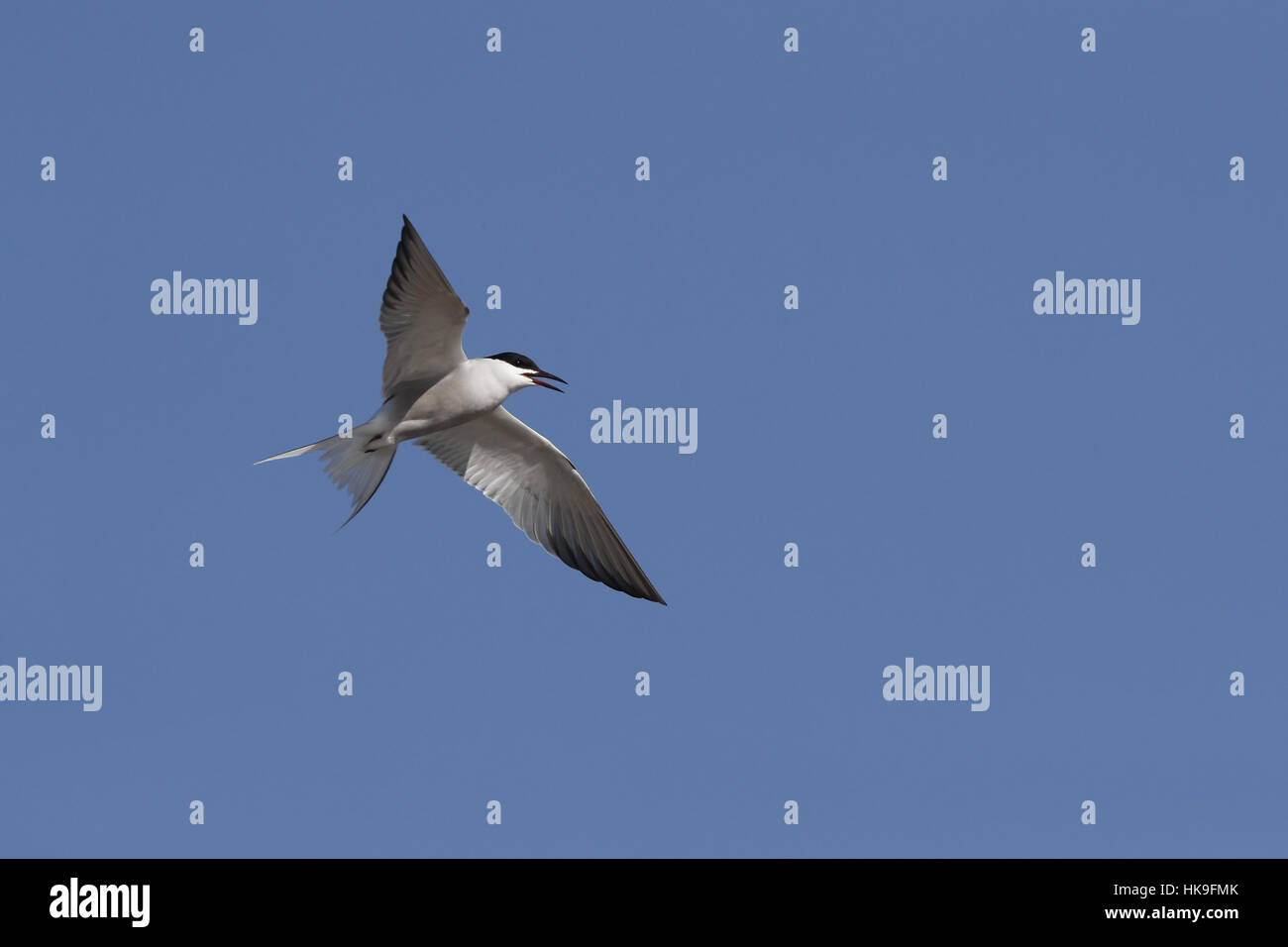 Common Tern, Sterna hirundo tibetana, adulti in allevamento piumaggio in volo da sotto, il lago Orog, Bayankhongor, Mongolia, può Foto Stock