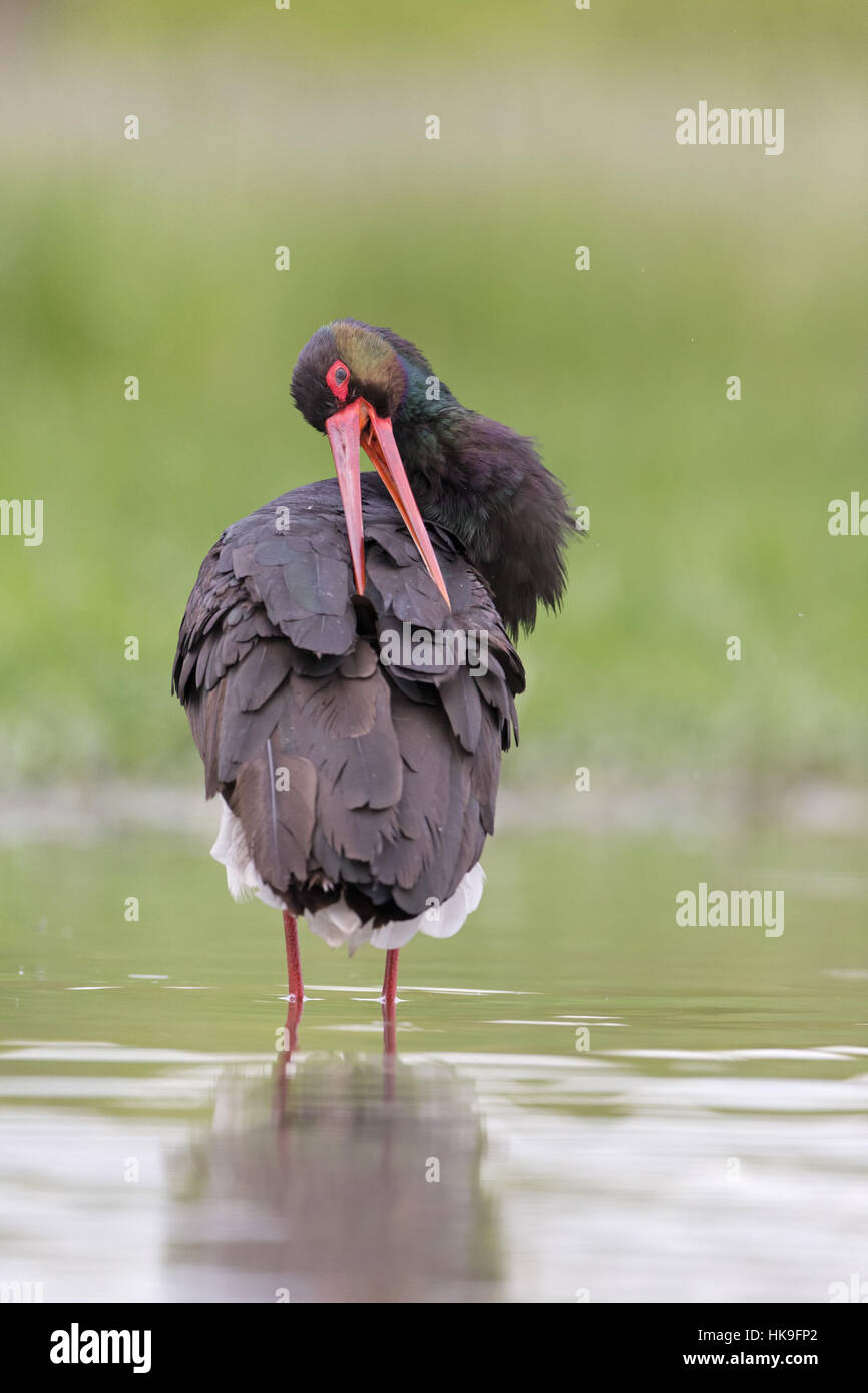 Cicogna Nera (Ciconia nigra) adulto, in piedi in stagno, preening, Hortobagy N.P., Ungheria, può Foto Stock