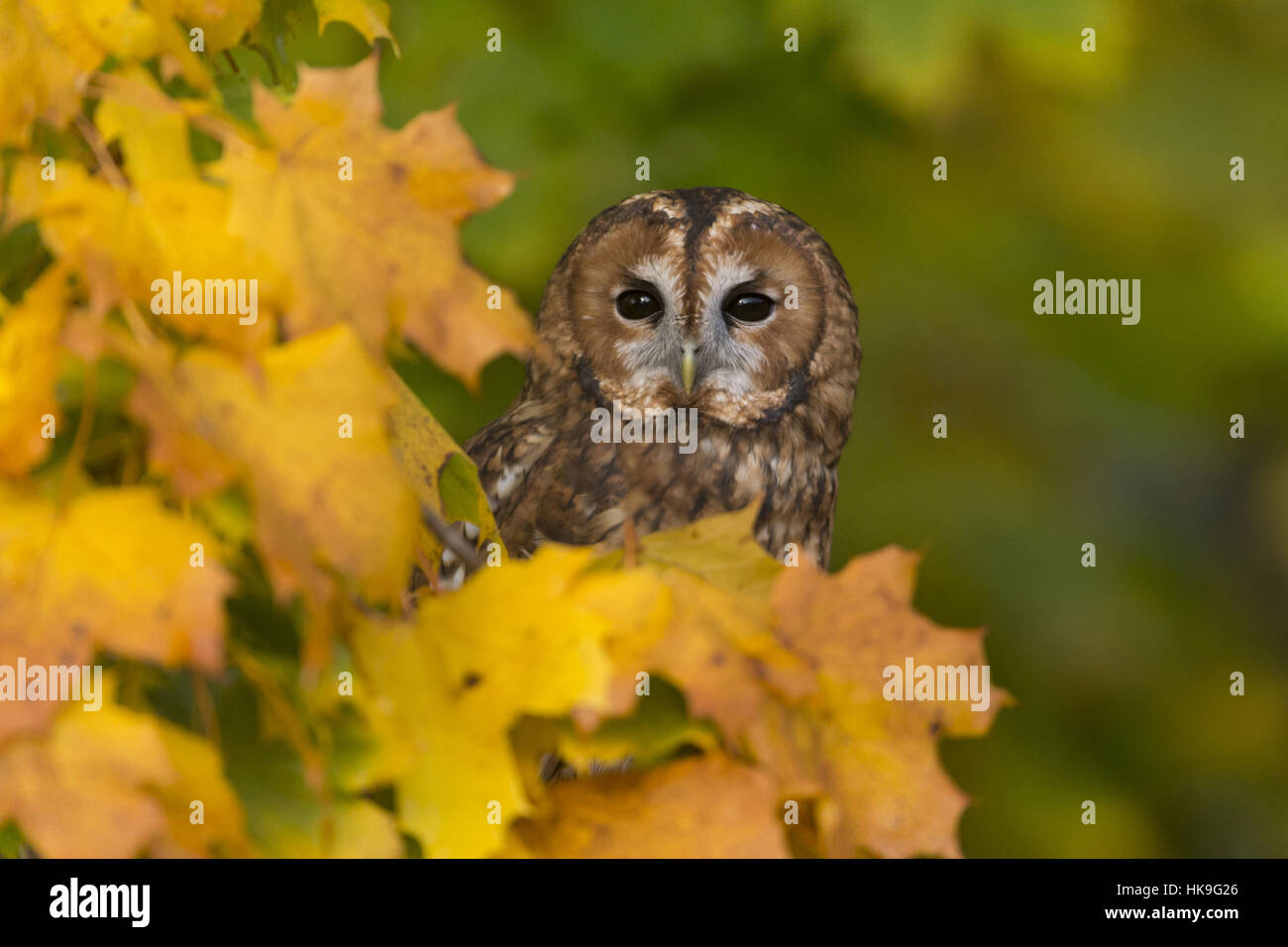 Allocco (Strix aluco) adulto, appollaiato tra foglie di autunno, Suffolk, Inghilterra, Novembre, oggetto controllato Foto Stock