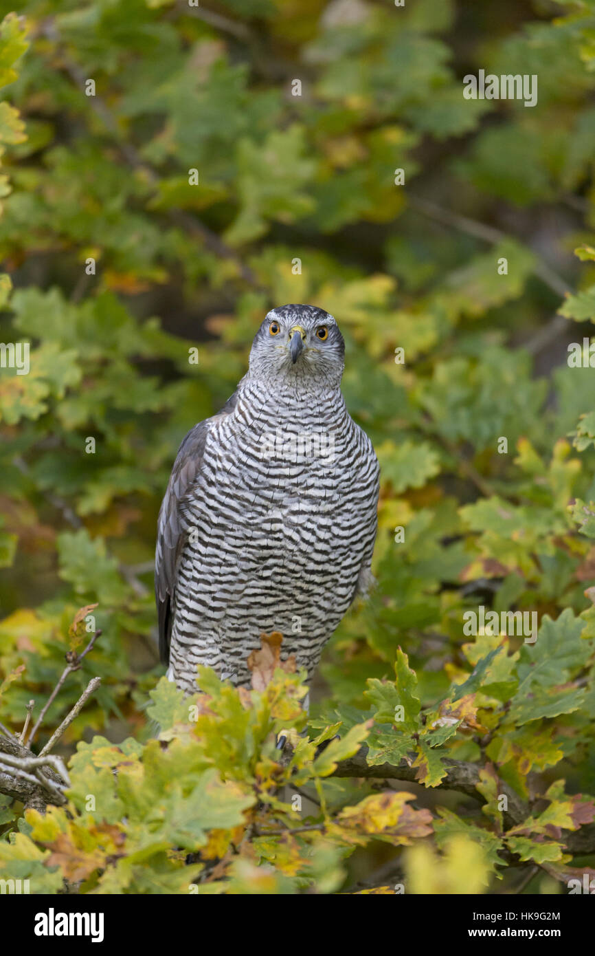 Astore (Accipiter gentilis) femmina adulta, arroccato in inglese quercia (Quercus robur), Suffolk, Inghilterra, Novembre, oggetto controllato Foto Stock