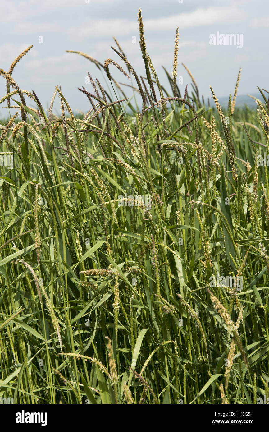 Blackgrass, Alopecurus mvosuroides, erba di fioritura delle erbe infestanti  in un grano di inverno raccolto, può Foto stock - Alamy