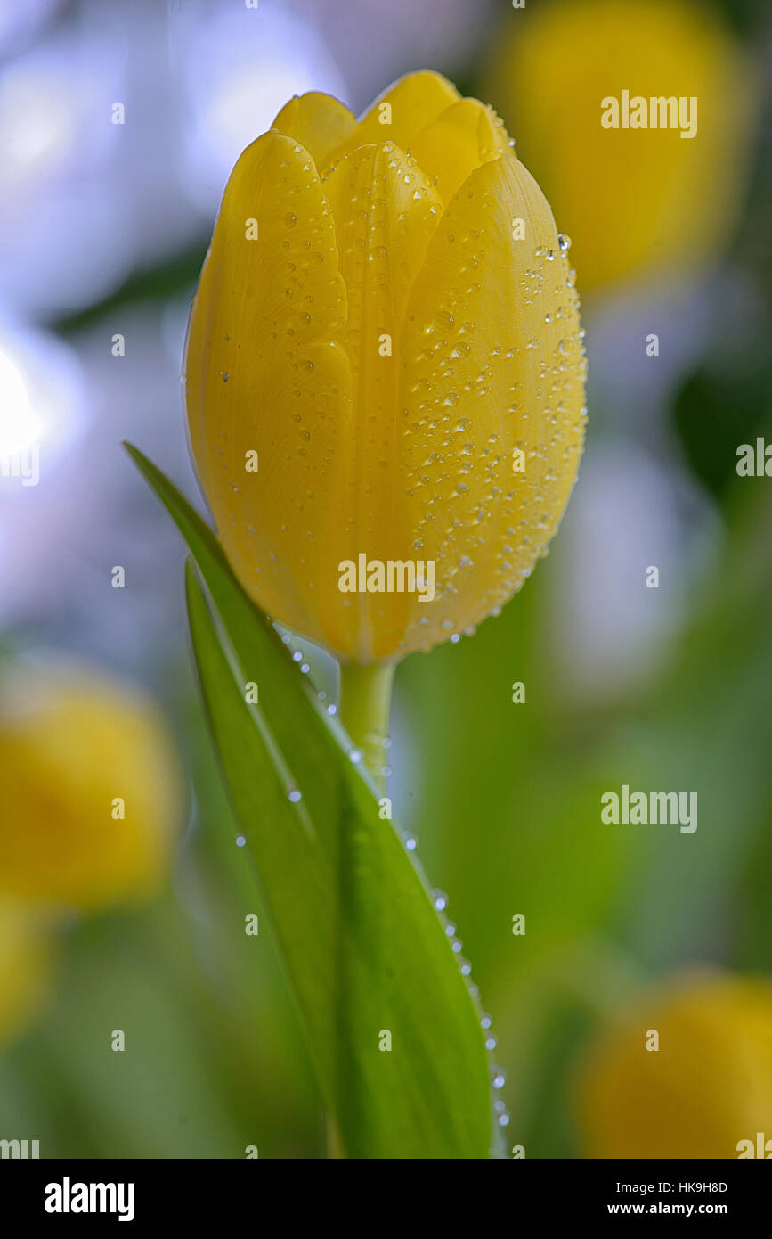 Tulipano giallo con gocce di rugiada in primavera Foto Stock