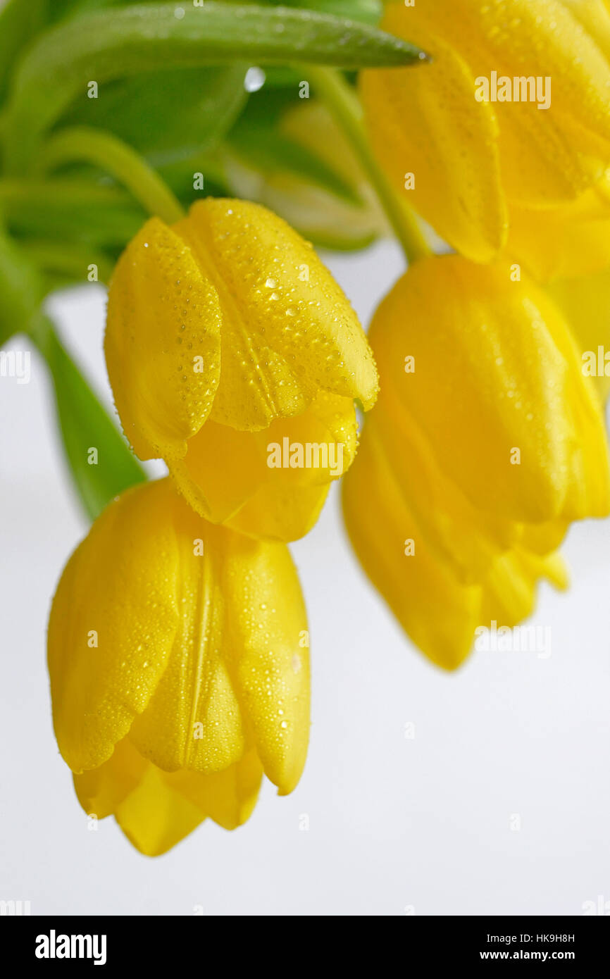 Tulipano giallo con gocce di rugiada in primavera Foto Stock