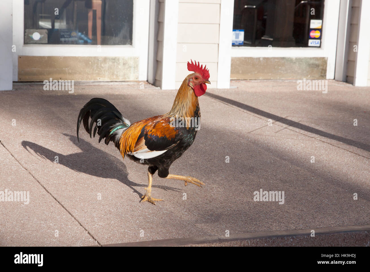 La Rooster camminando lungo il marciapiede a Key West, Florida. Foto Stock