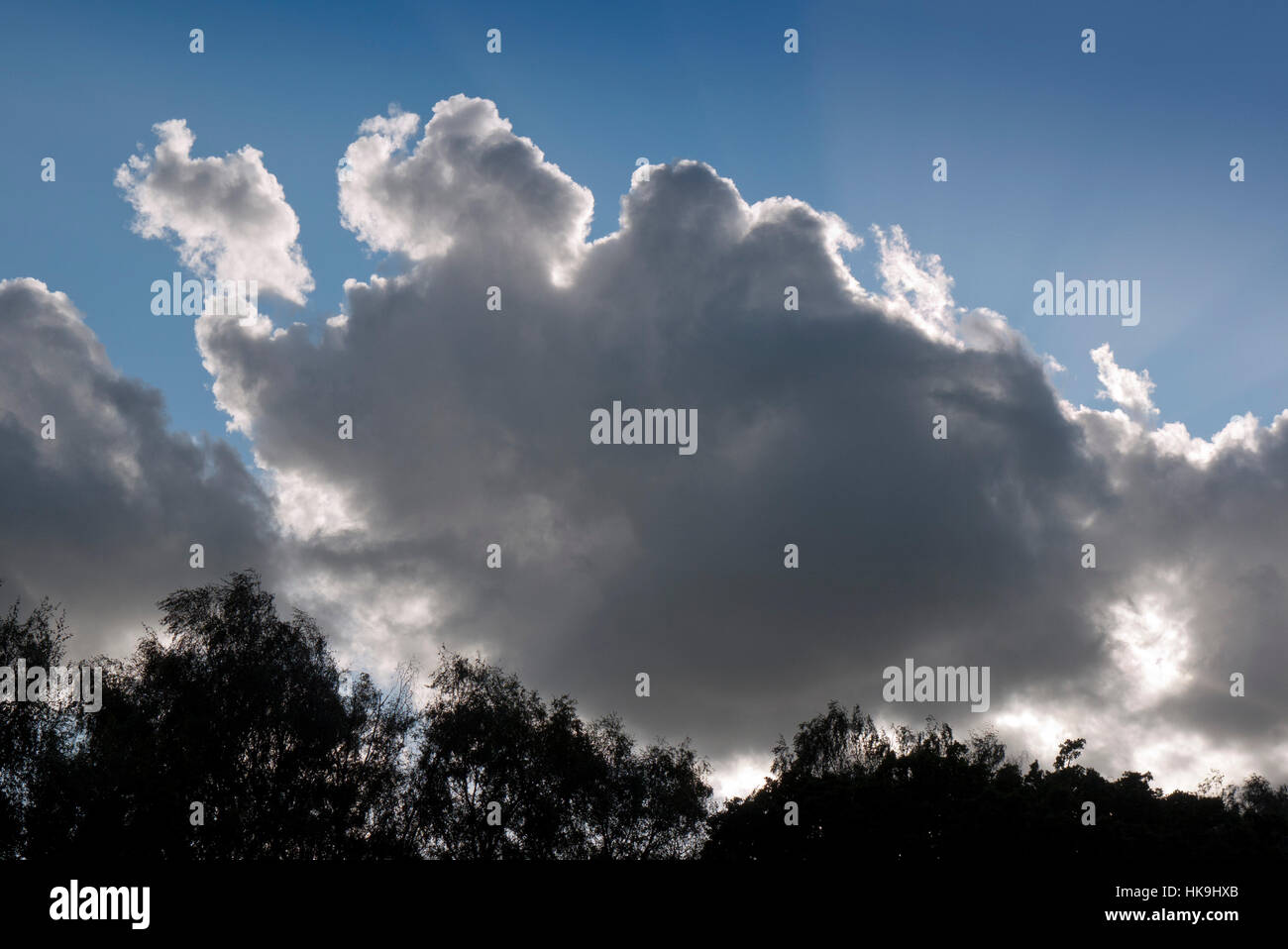 Un grande grigio cloud retroilluminato fotografati contro un cielo blu con una linea di alberi in primo piano Foto Stock