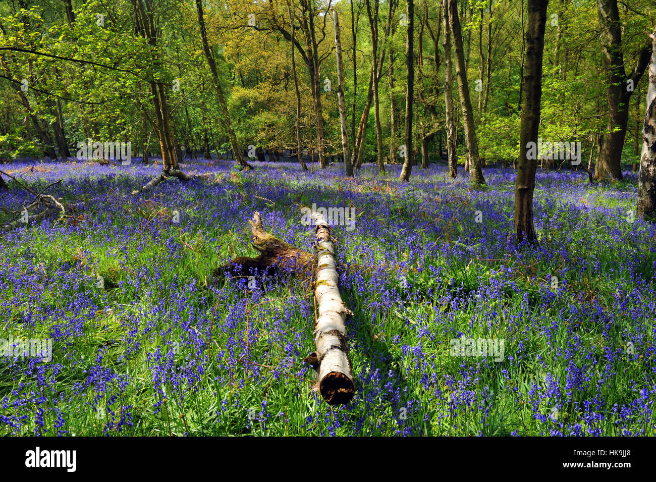 Bluebell wood North Yorkshire Regno Unito Foto Stock