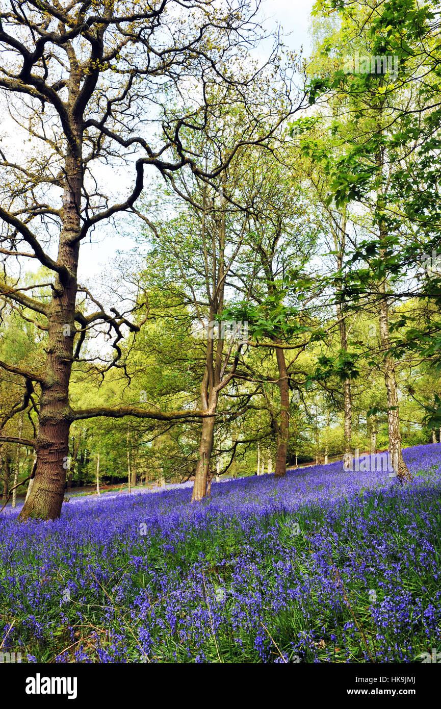 Bluebell wood North Yorkshire Regno Unito Foto Stock