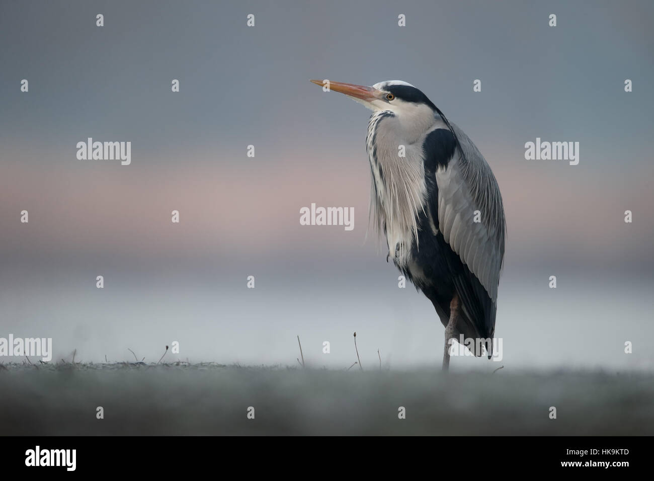 Airone cenerino, Ardea cinerea, singolo uccello mediante acqua, Greater London, Gennaio 2017 Foto Stock