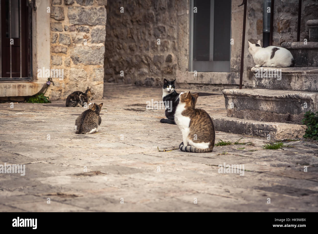 Giocoso gatti in attesa di cibo in Europa vecchia strada di città in stile vintage Foto Stock